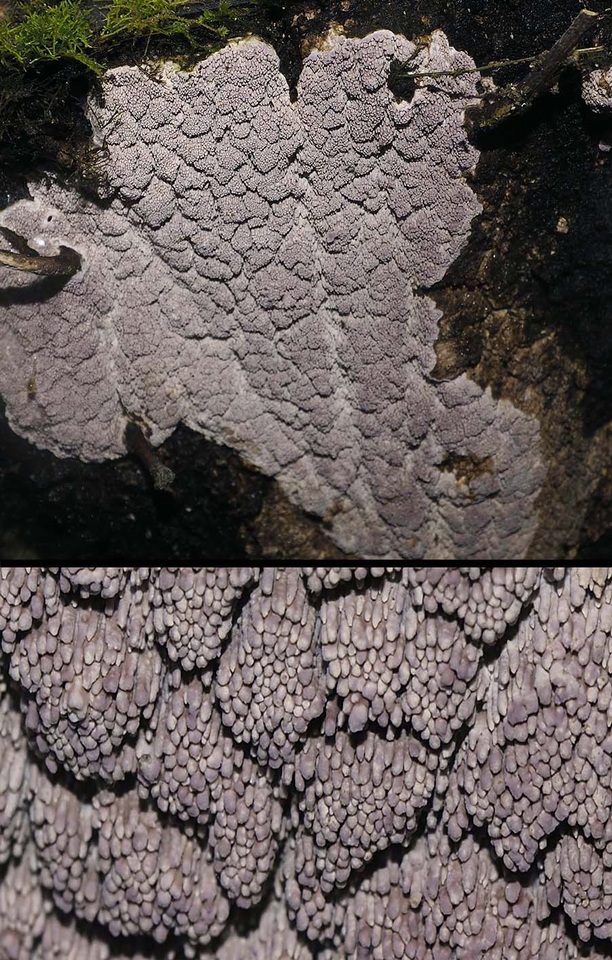 Australohydnum dregeanum image