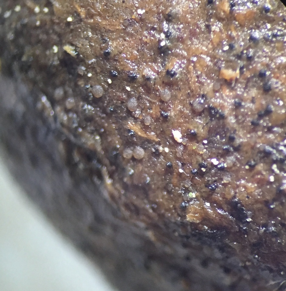 Coprotus lacteus image