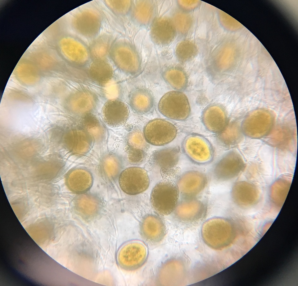 Endogone pisiformis image