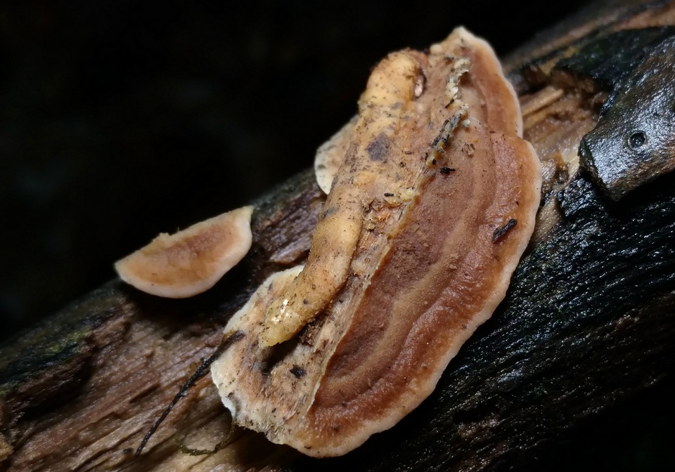 Metuloidea fragrans image