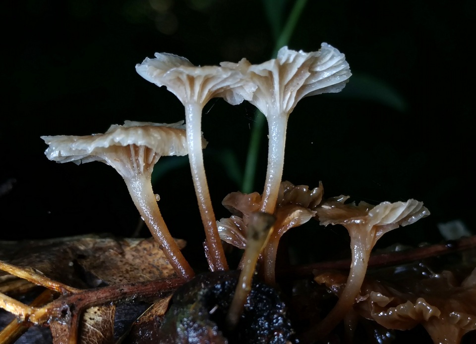 Marasmiellus omphaliformis image