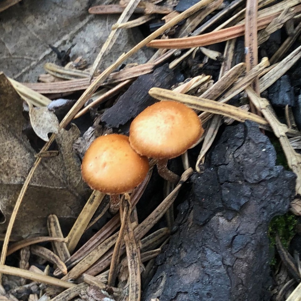 Crassisporium funariophilum image
