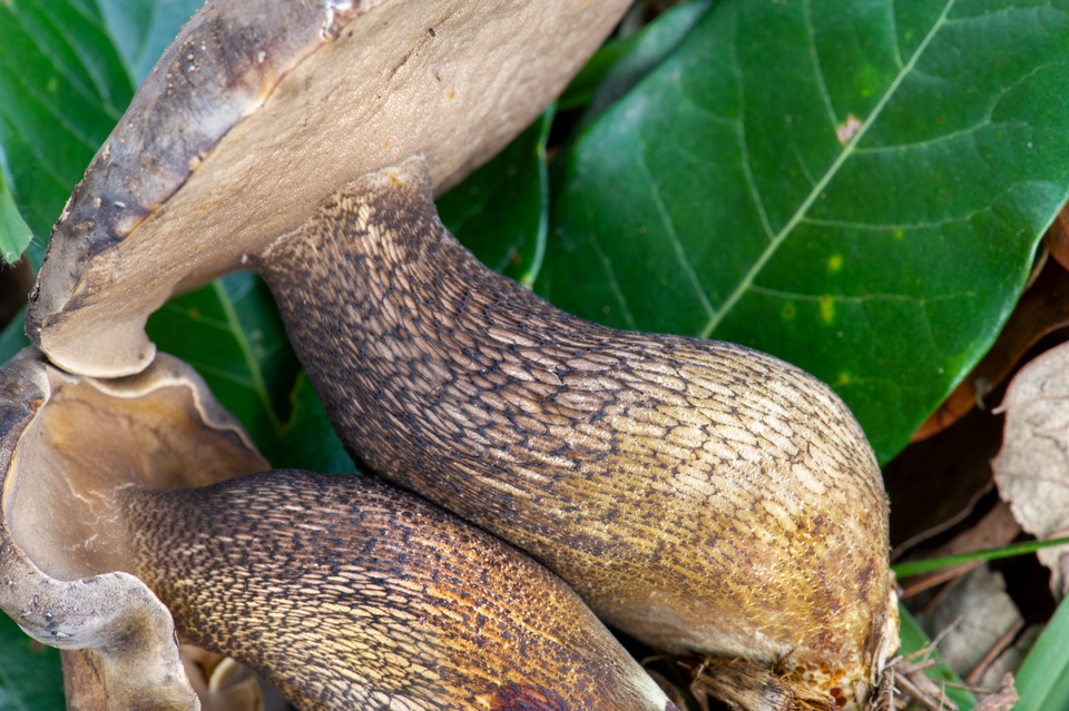 Tylopilus obscurus image