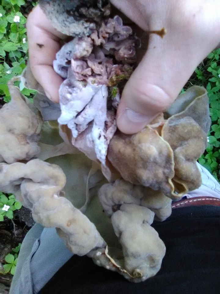 Gyromitra californica image