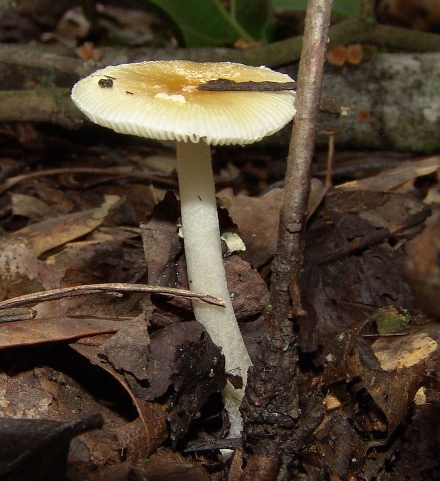 Amanita minutula image