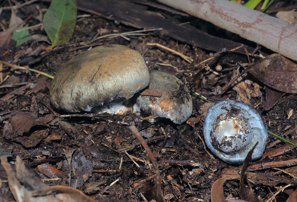 Cortinarius austrocyanites image