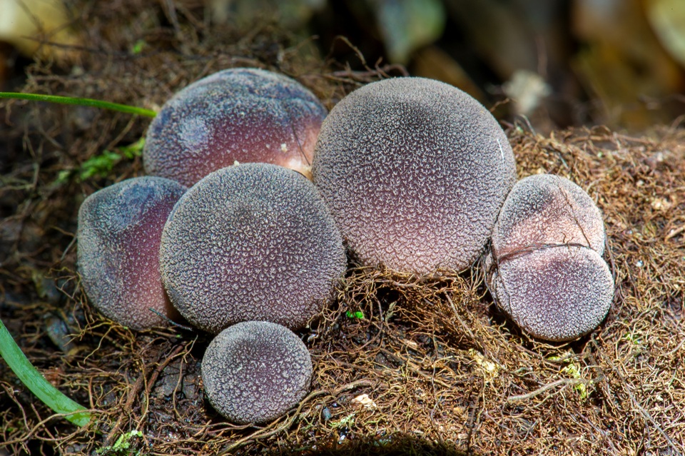 Lycoperdon fuligineum image