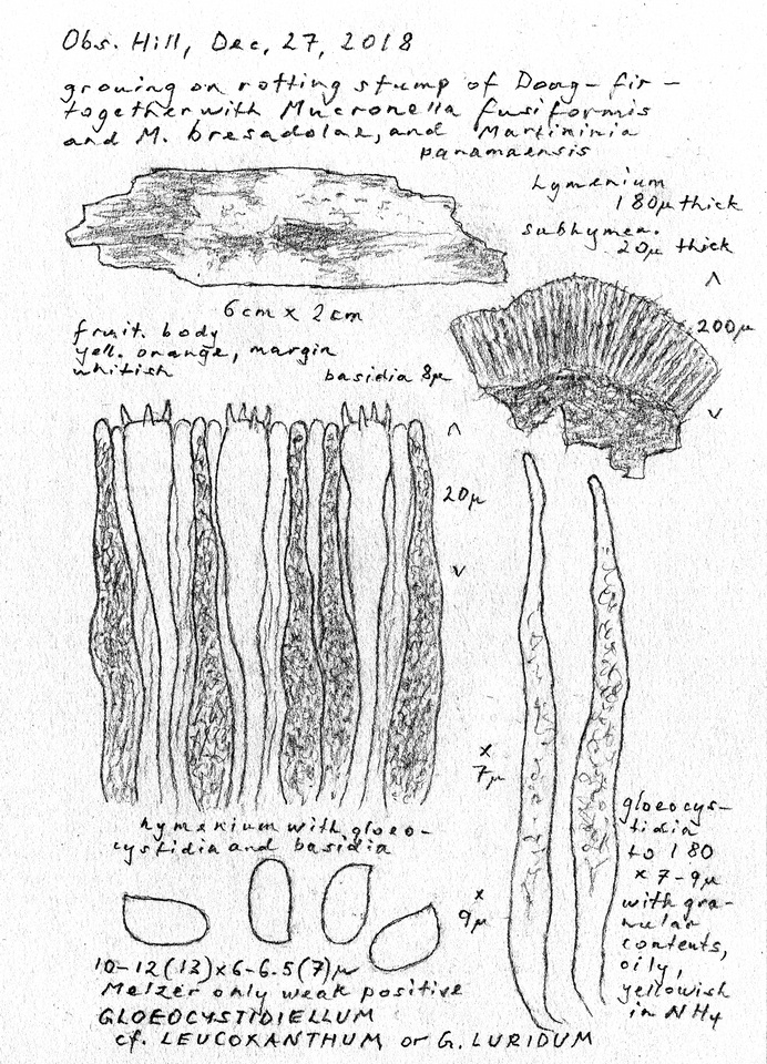 Gloeocystidiellum luridum image