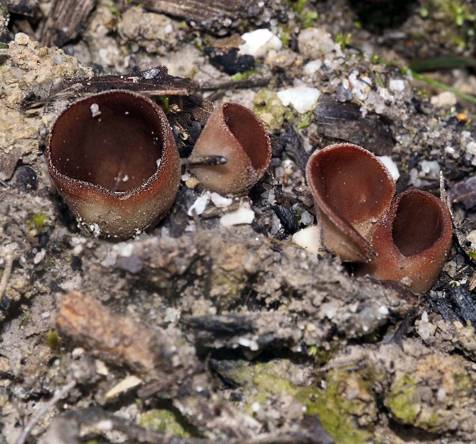 Nothojafnea cryptotricha image