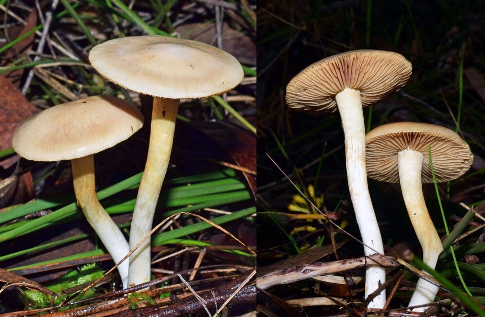 Cortinarius austroalbidus image