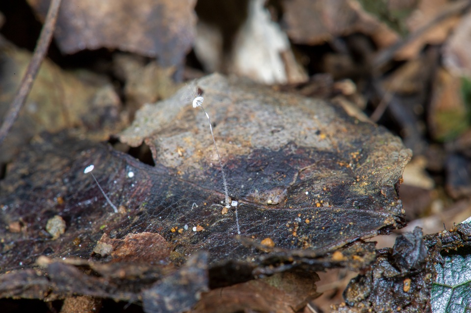 Mycena punkissima image