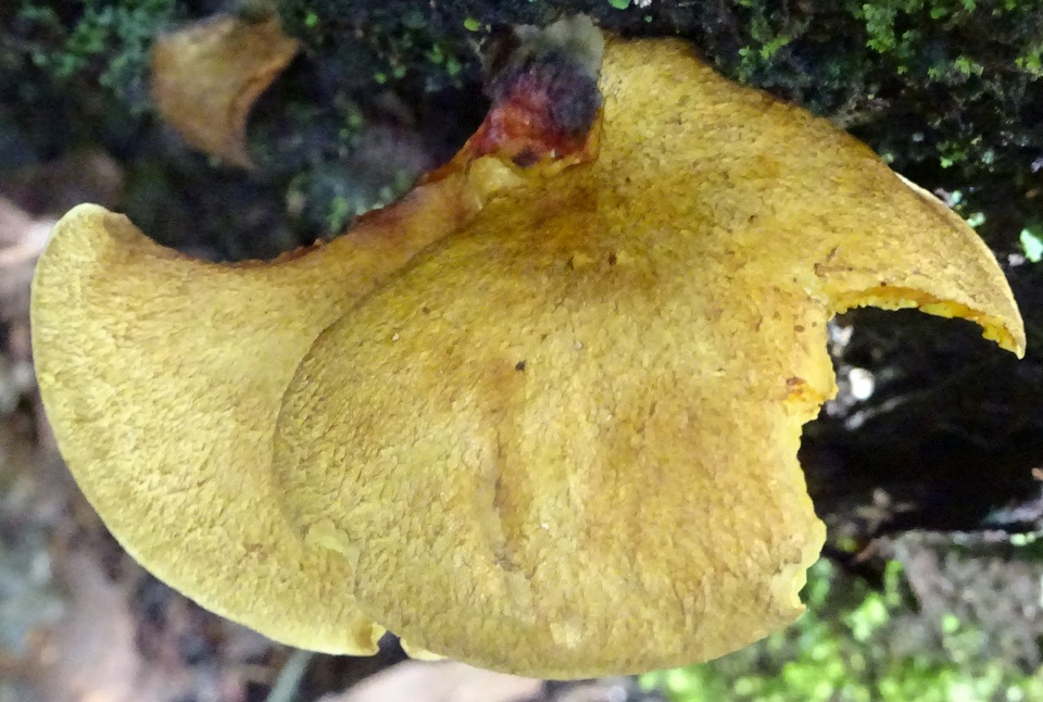 Boletinellus exiguus image