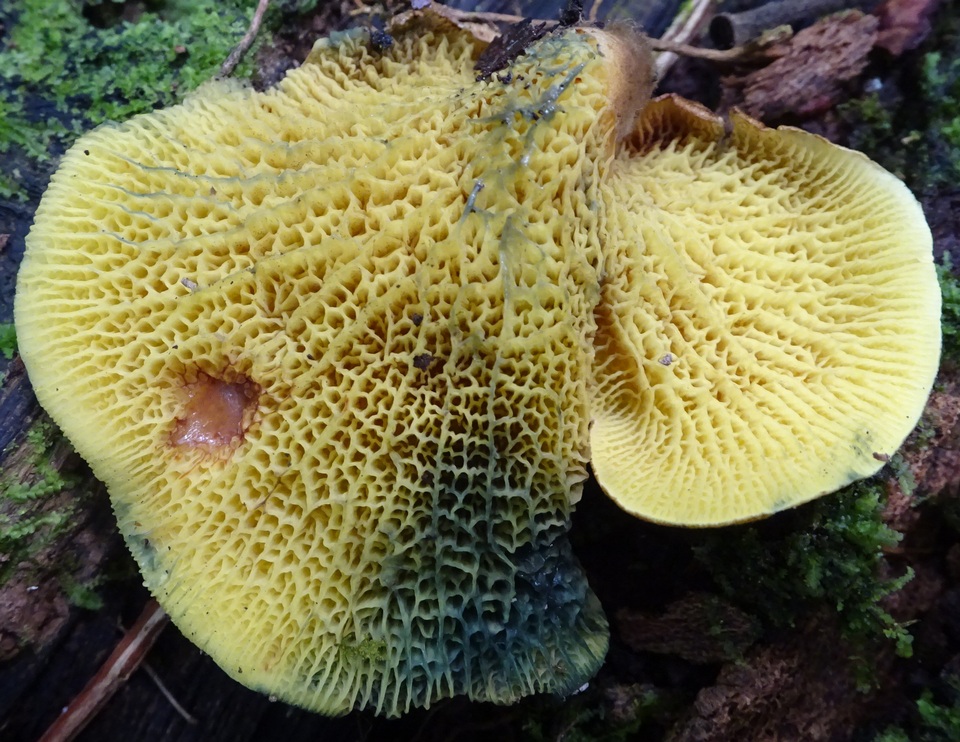 Boletinellus exiguus image