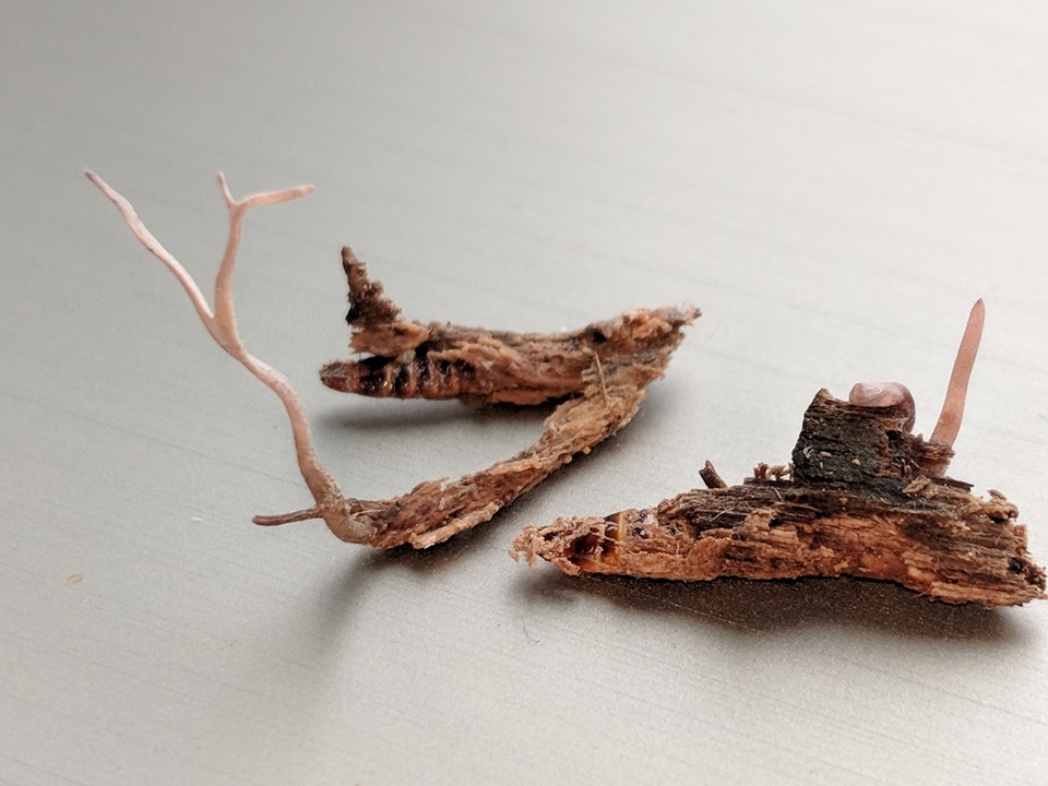 Cordyceps stylophora image
