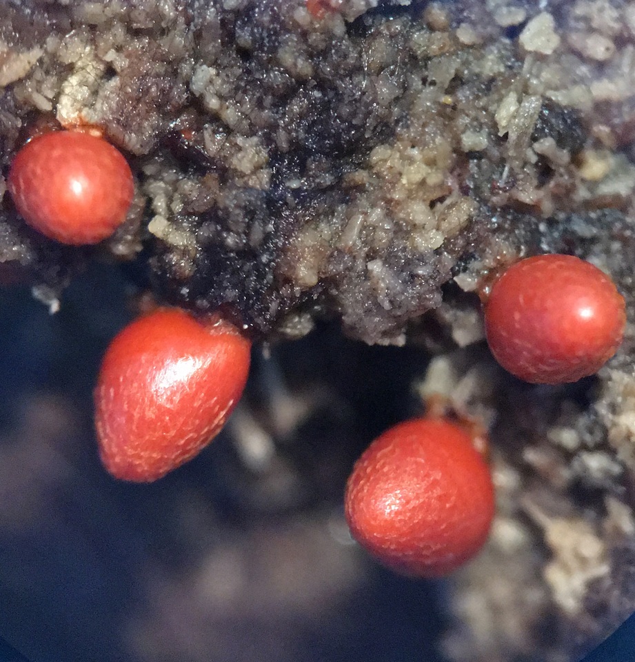 Lycogala conicum image