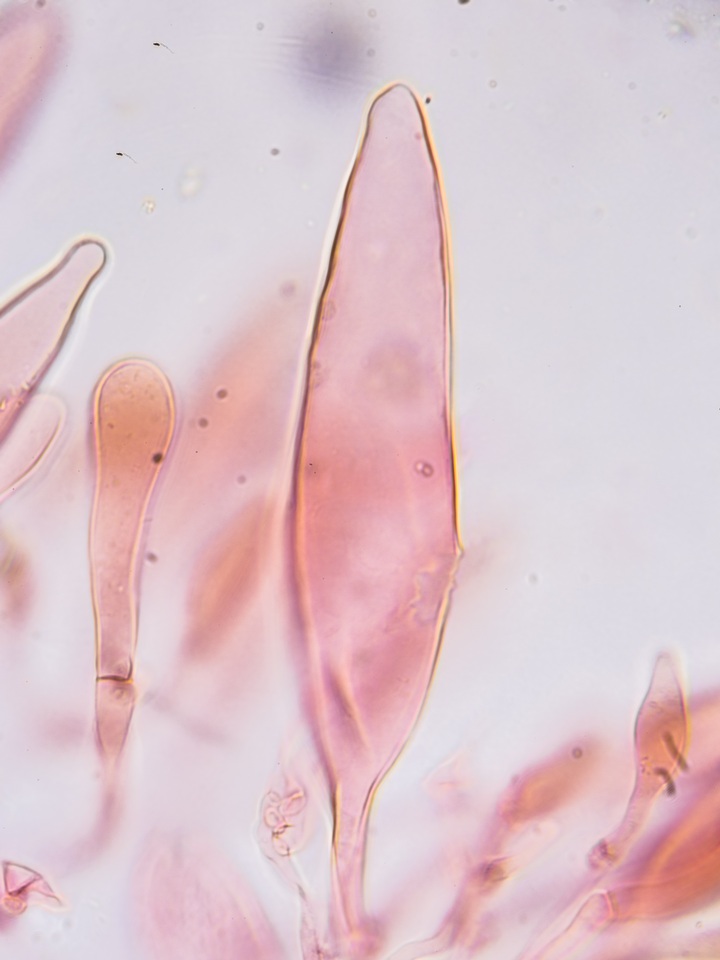 Oudemansiella incognita image
