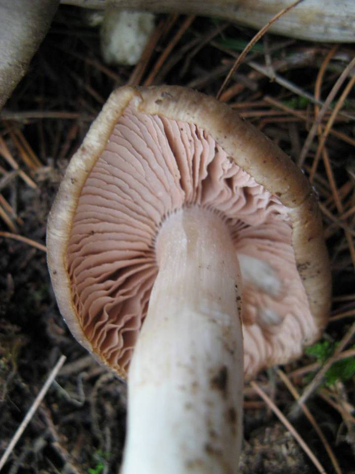 Entoloma clypeatum f. clypeatum image