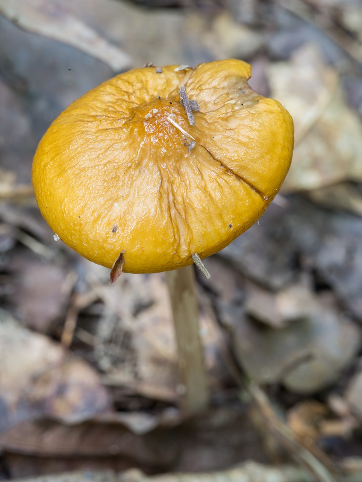 Oudemansiella incognita image