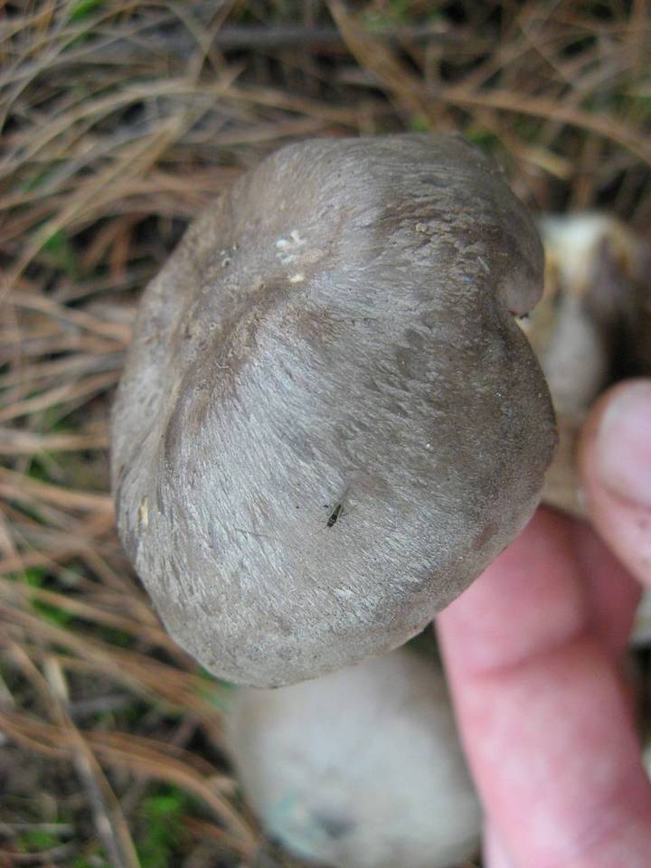 Entoloma clypeatum f. clypeatum image
