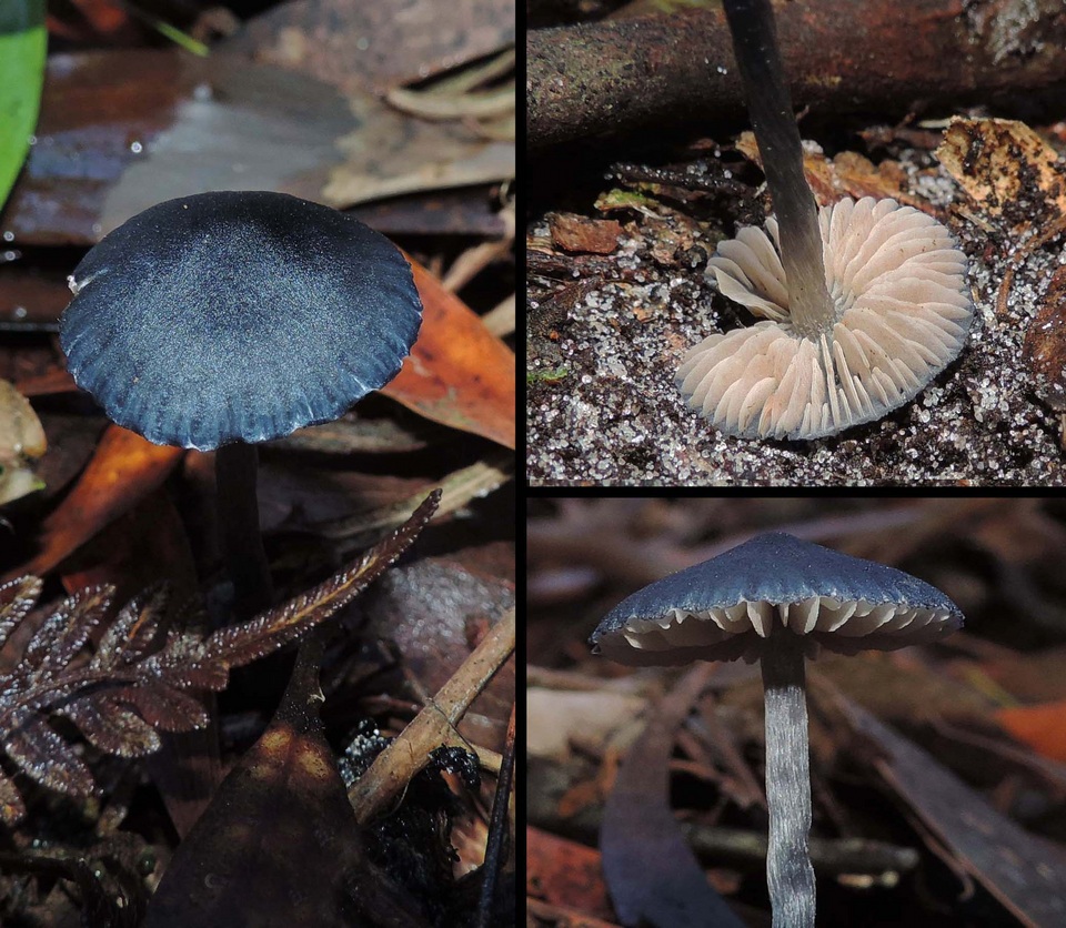 Entoloma coeruleogracilis image