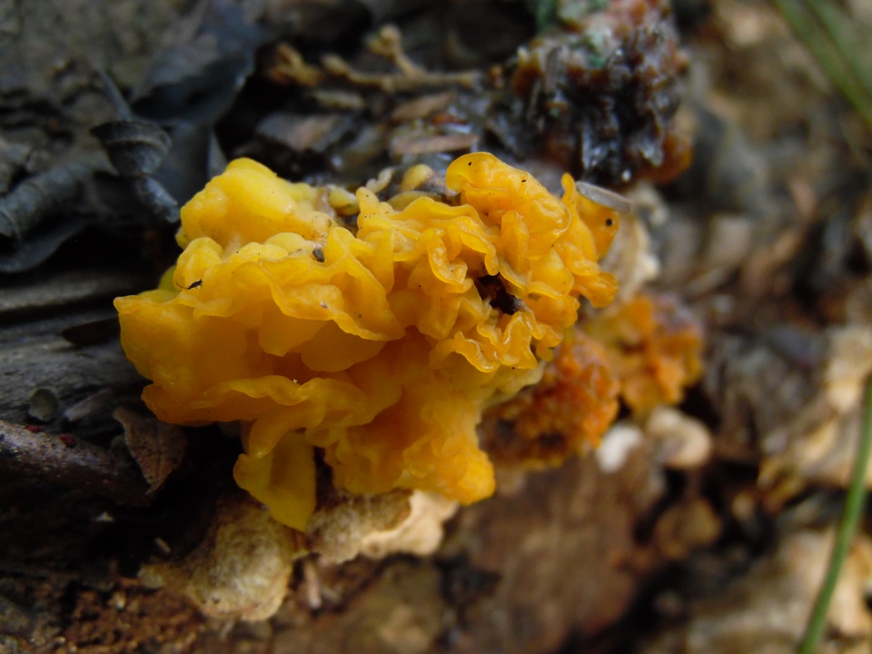 Naematelia aurantia image