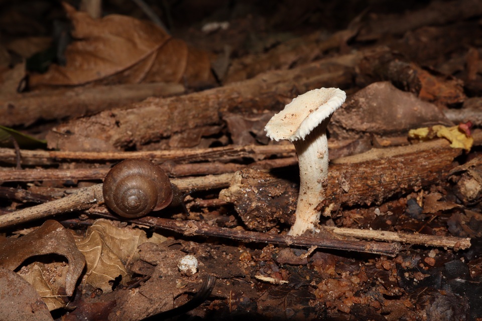 Clitopilus crispus image