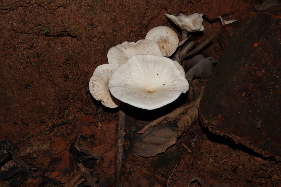 Clitopilus crispus image