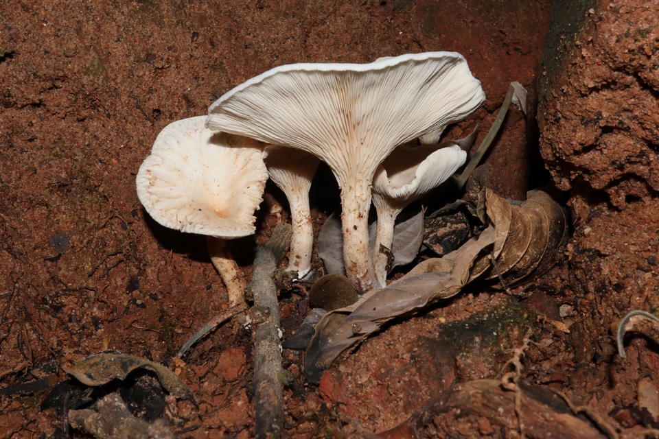 Clitopilus crispus image