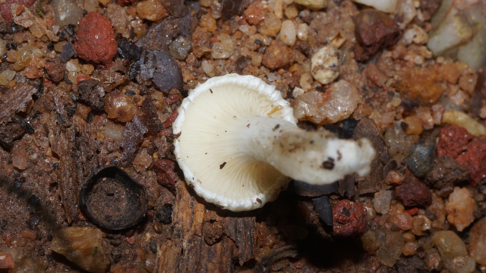 Clitopilus crispus image