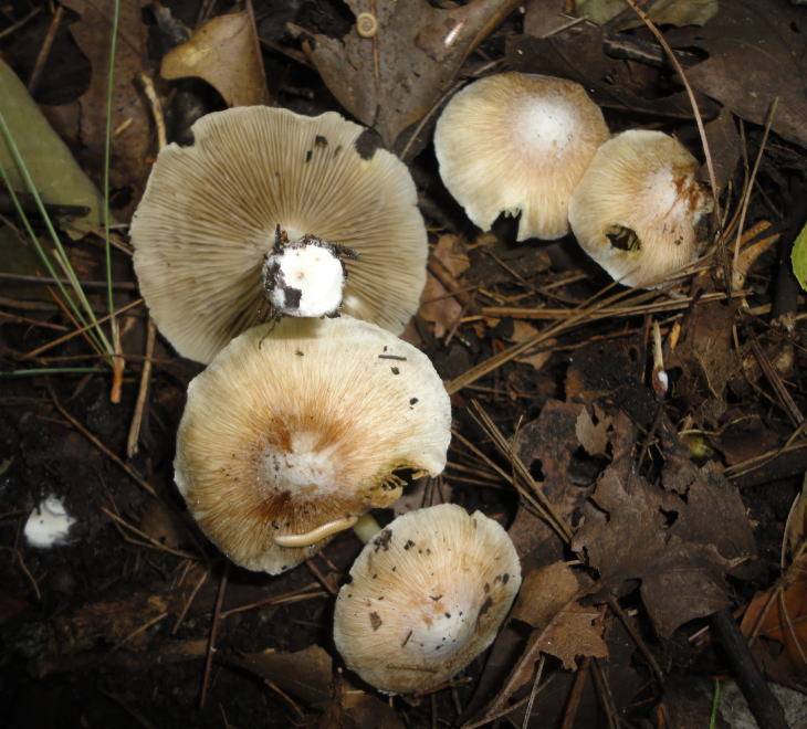 Inocybe maculata image