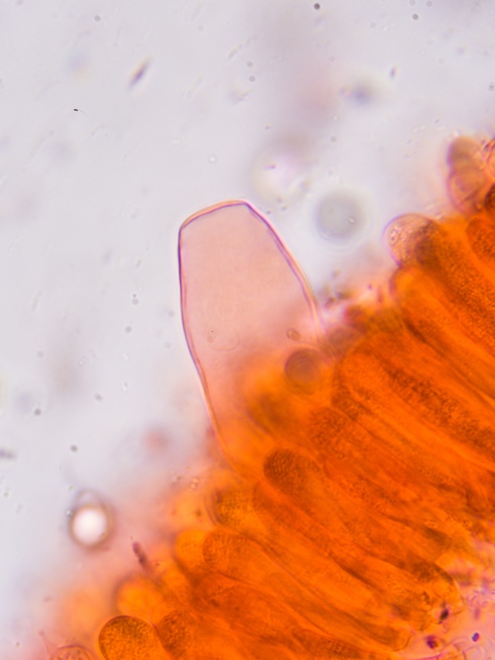 Oudemansiella incognita image