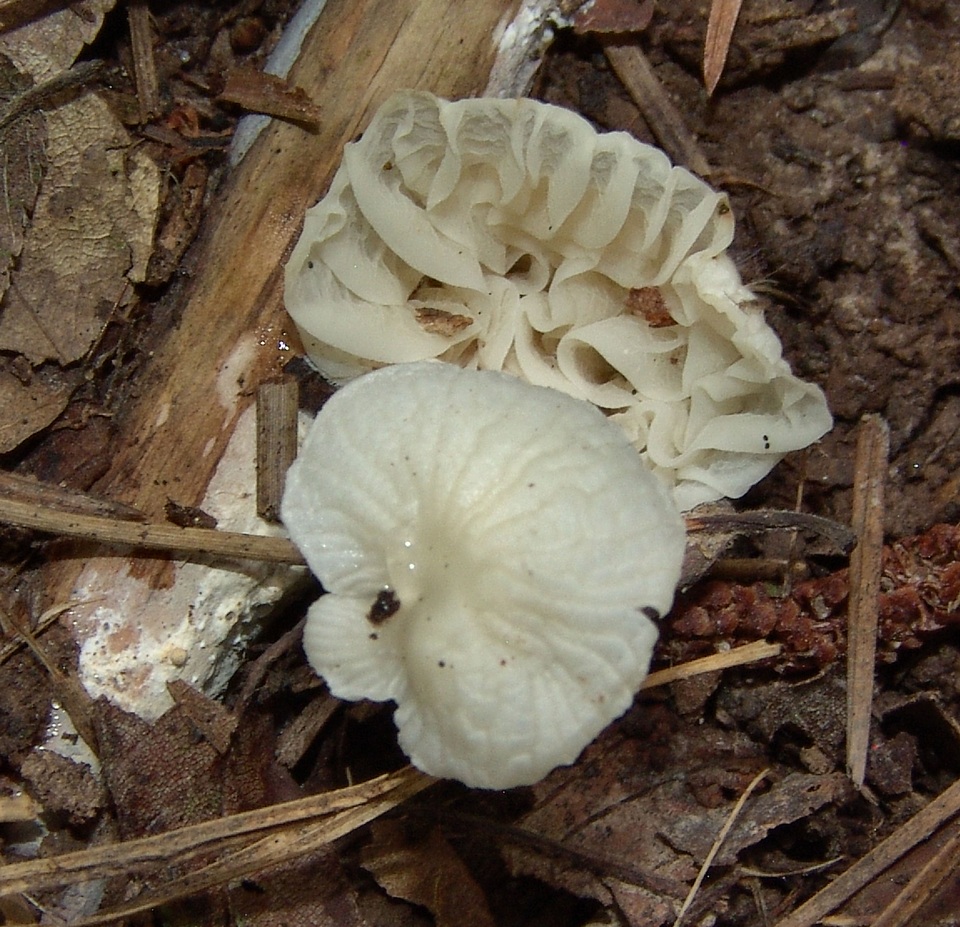 Heliomyces decolorans image
