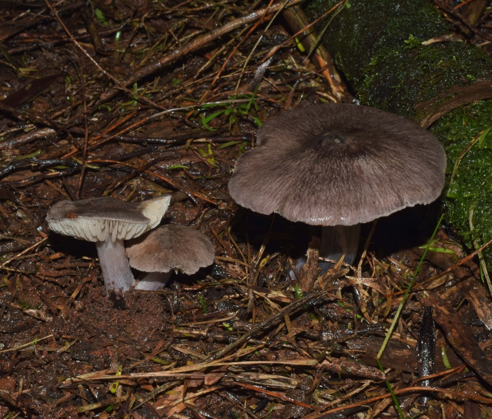 Entoloma kermandii image