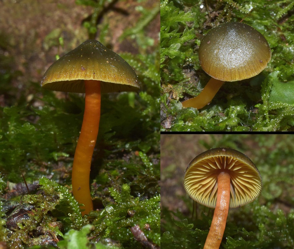 Hygrocybe aurantipes image