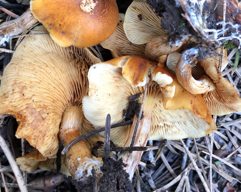 Gymnopilus aurantiophyllus image