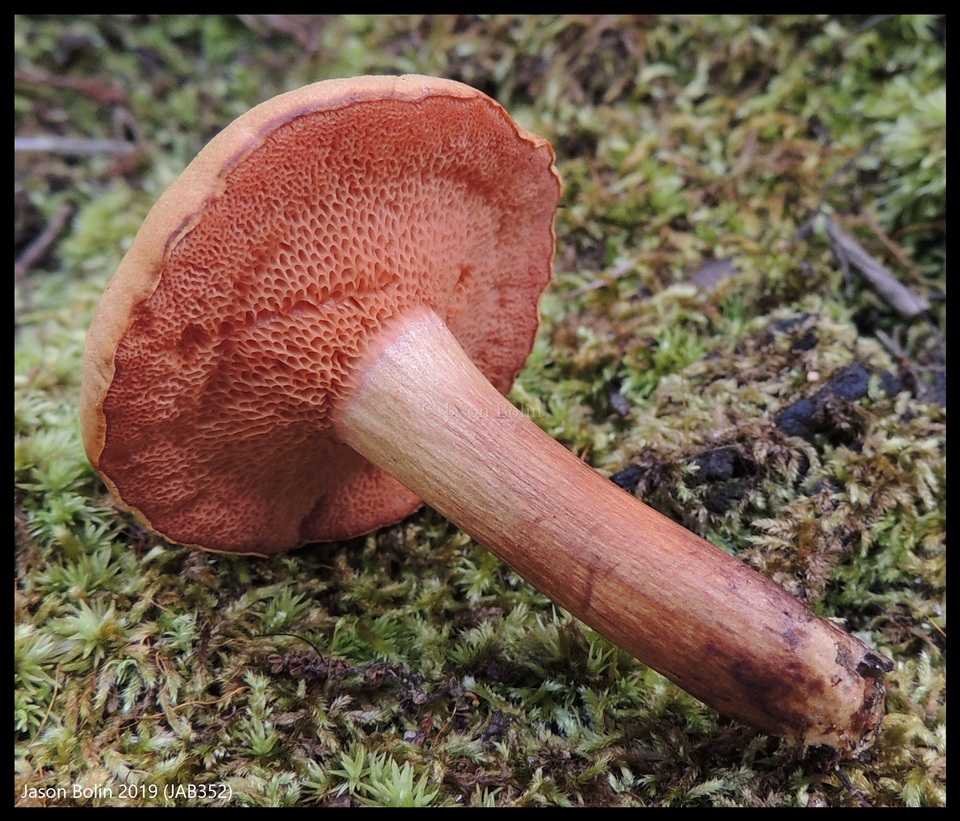 Chalciporus rubritubifer image
