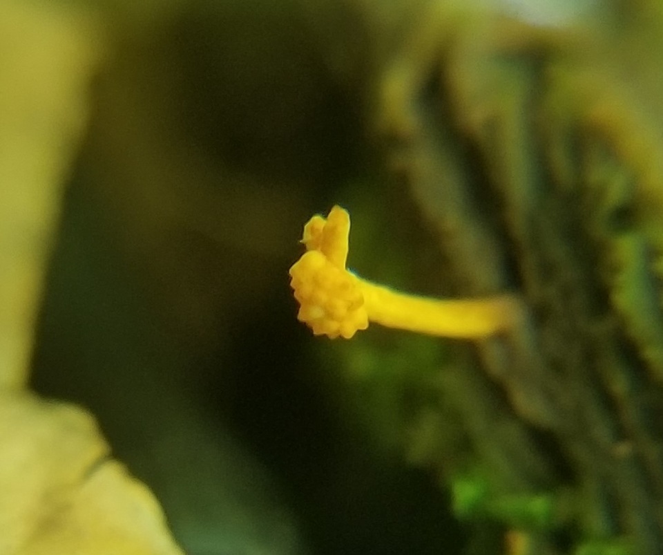 Ophiocordyceps variabilis image
