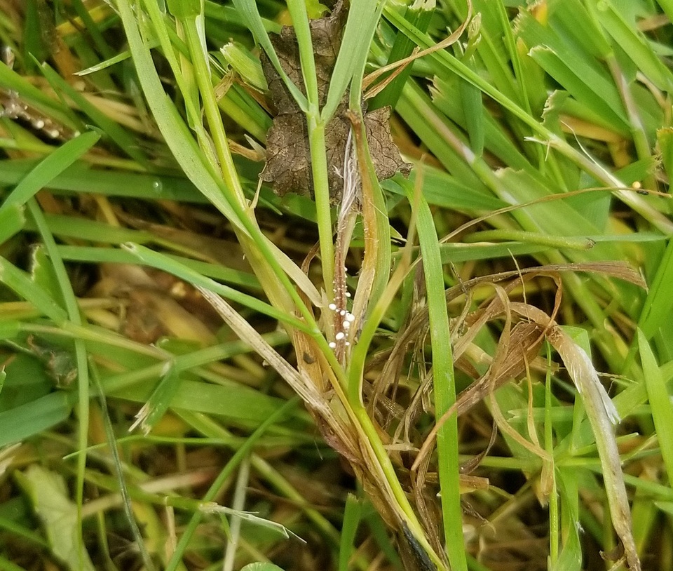 Athelia rolfsii image