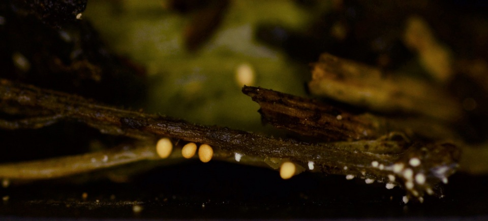 Athelia rolfsii image