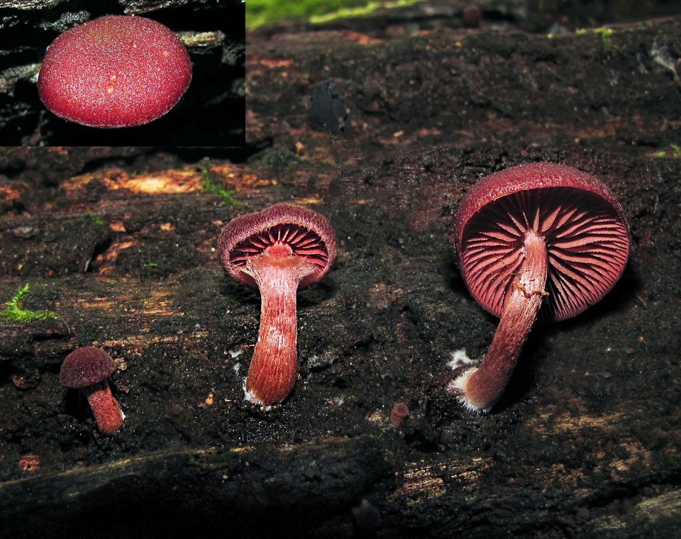Tubaria rufofulva image