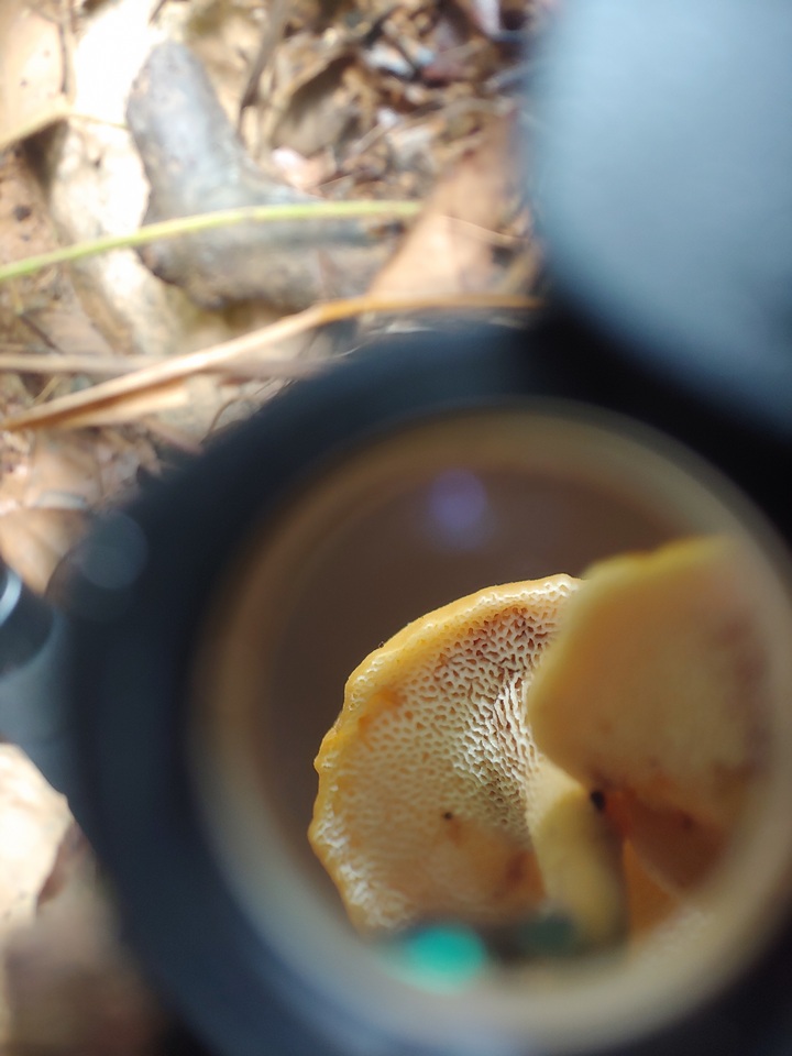 Polyporus guianensis image