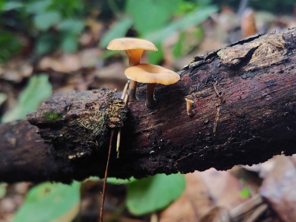 Polyporus guianensis image