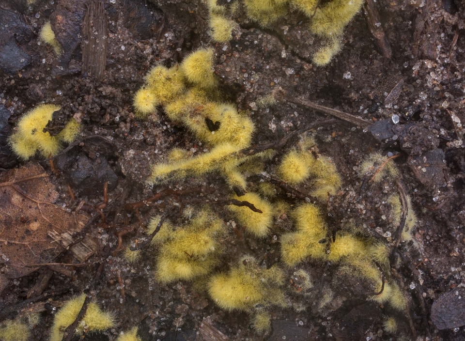 Chromelosporium fulvum image