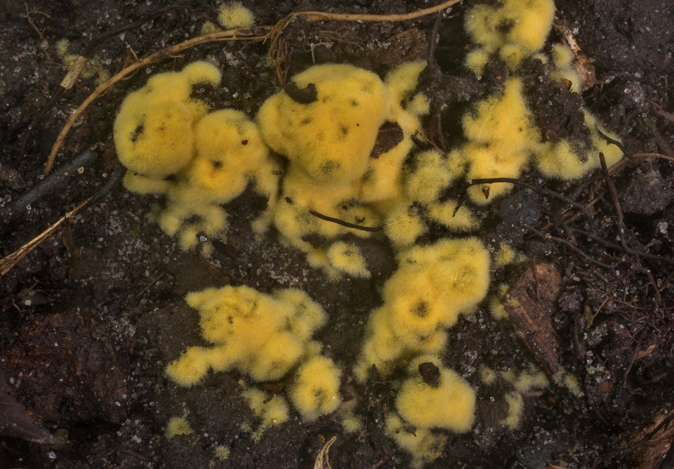 Chromelosporium fulvum image