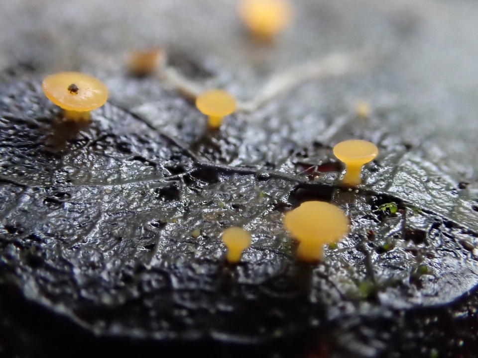 Phaeohelotium epiphyllum var. epiphyllum image