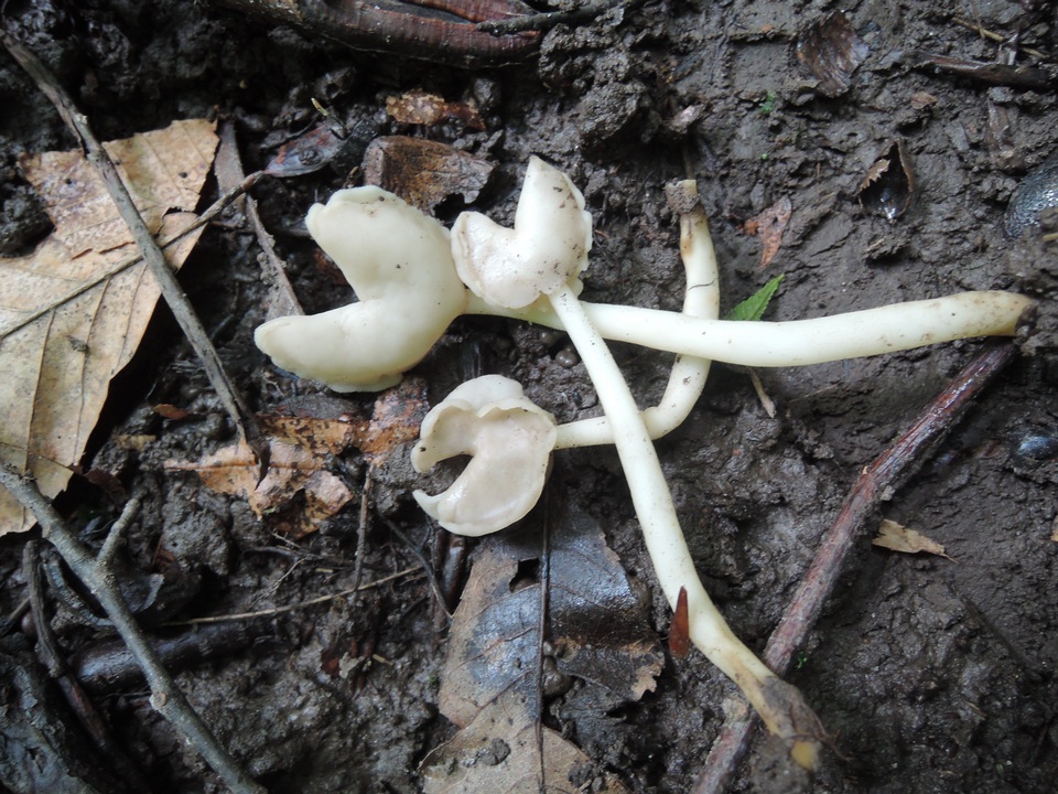 Helvella latispora image
