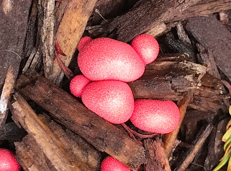 Lycogala epidendrum image