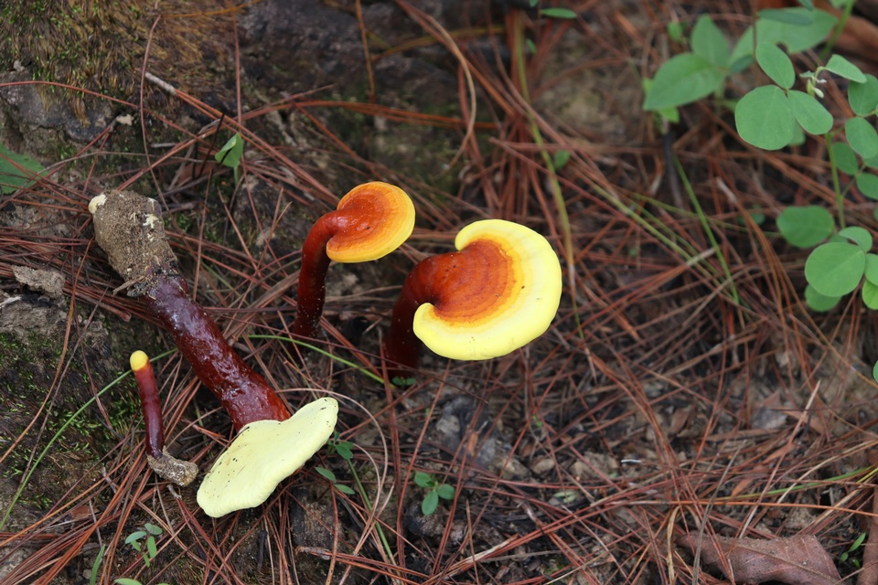 Ganoderma sichuanense image