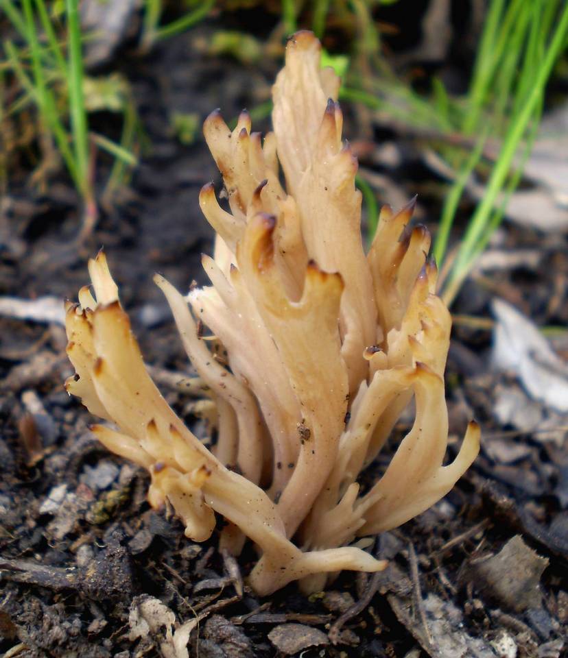 Clavulina vinaceocervina image