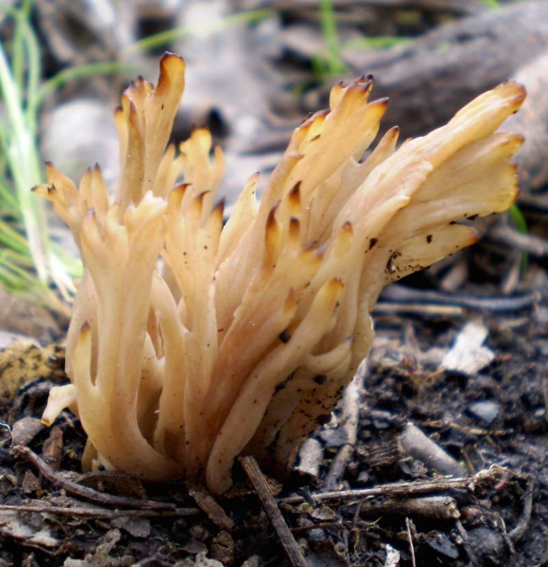 Clavulina vinaceocervina image